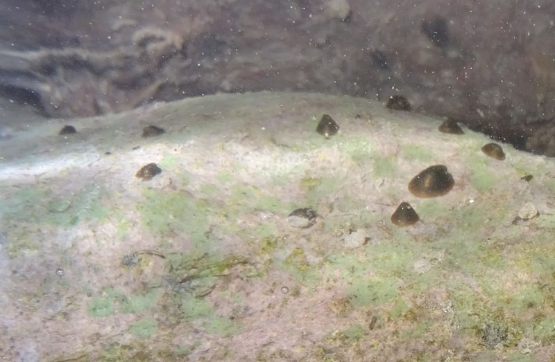 Ancylus fluviatilis (?) - Ancylidae